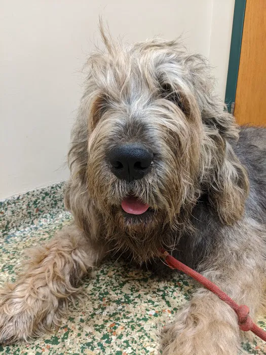 Animal Care Center of Forest Park Picture 8