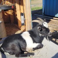 Green River Veterinary Services ico