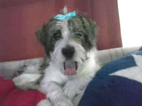 Crossroads Animal Clinic Picture 4