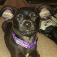 Crossroads Animal Clinic ico