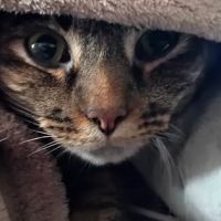 Animal Hospital ico
