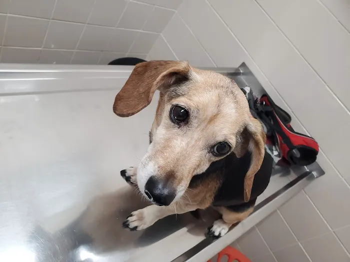 Animal Hospital Picture 3