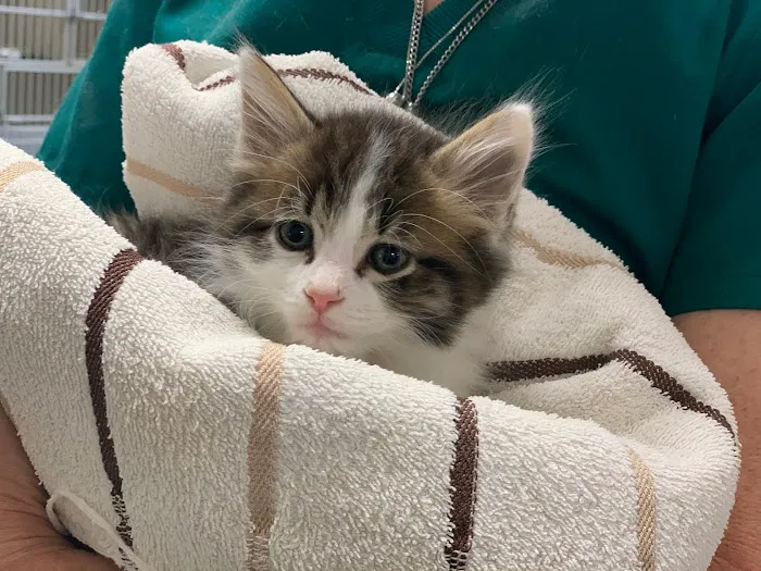 Adair County Animal Hospital Picture 7