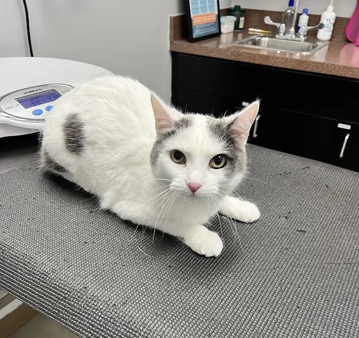 Adair County Animal Hospital Picture 8