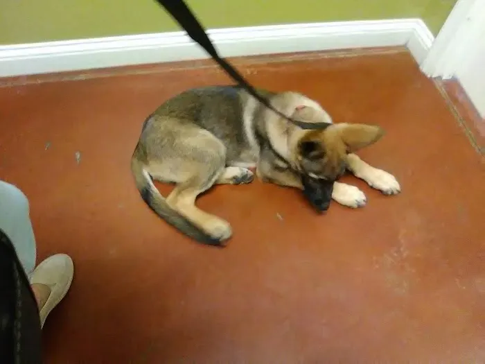 Coffey's Vet Center Picture 1
