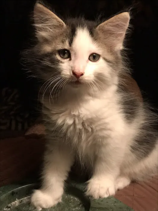 Coffey's Vet Center Picture 5