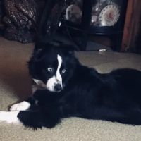Red Barn Veterinary Service ico