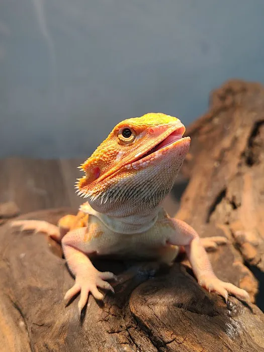 Metazotics Chandler Picture 7