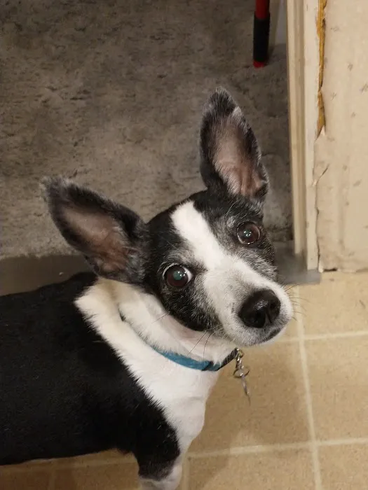U-Vet Animal Clinic Picture 1