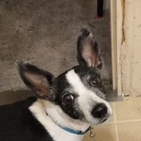 U-Vet Animal Clinic ico