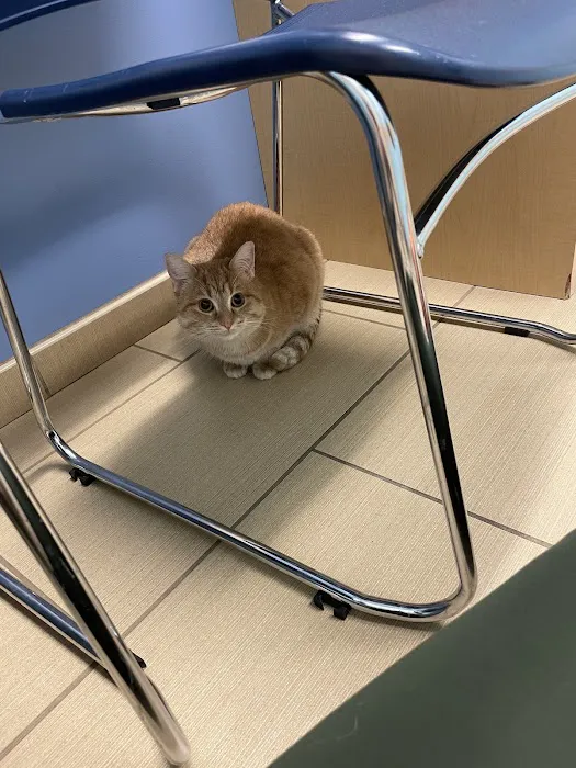 U-Vet Animal Clinic Picture 5