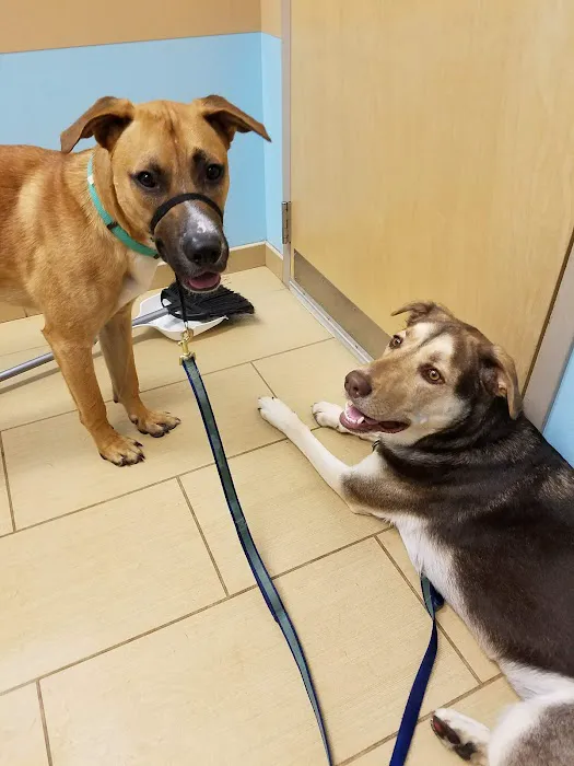 U-Vet Animal Clinic Picture 10