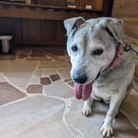 VCA Parkdale Animal Hospital ico