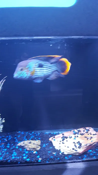 Aquarium Concepts Picture 8