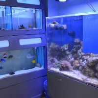 Aquarium Concepts ico