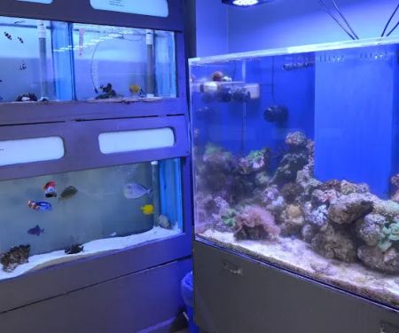 Aquarium Concepts