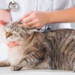 Banfield Pet Hospital