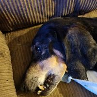 Greenbrier Animal Hospital ico