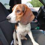 Muhlenberg County Animal Hospital