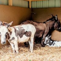 Heritage Animal Hospital ico