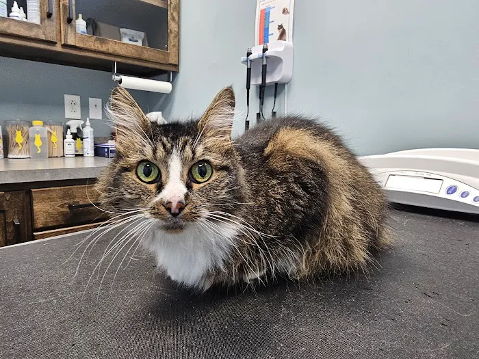 Heritage Animal Hospital Picture 10