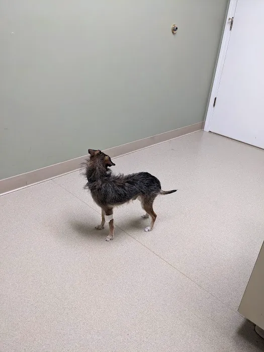 Greenville Animal Hospital Picture 3