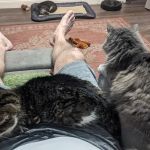 Greenville Animal Hospital