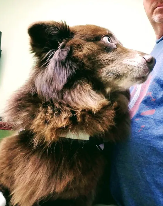 Greenville Animal Hospital Picture 7