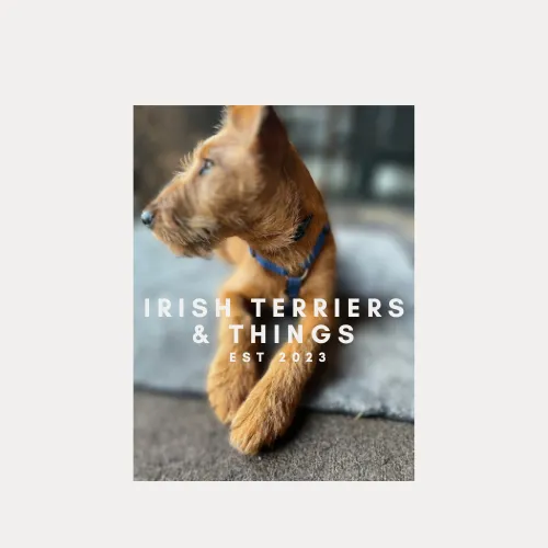 Irish Terriers & Things Picture 2