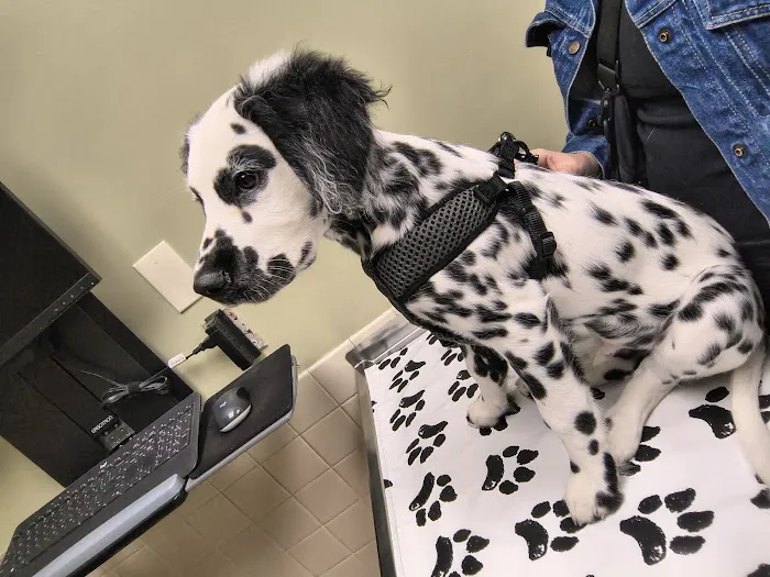 Village East Animal Hospital Picture 10