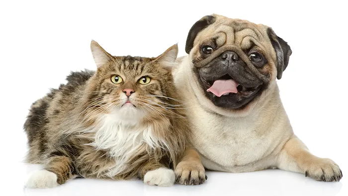 Chateau Dog & Cat Hospital Picture 5