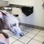 Decatur Veterinary Clinic