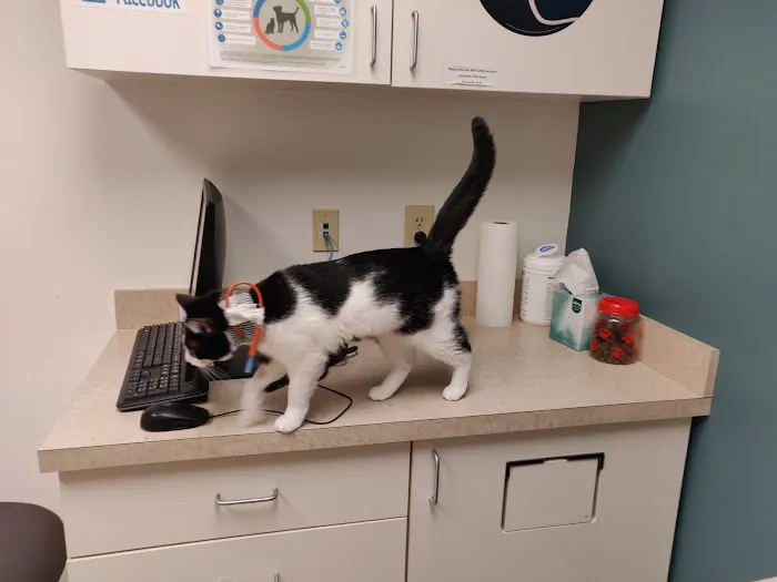 VCA Animal Hospital of Plainfield Picture 4