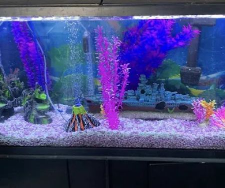 Aquatic Arts