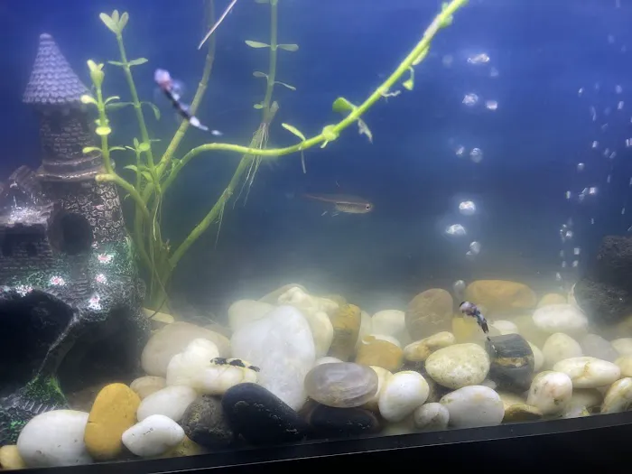 Aquatic Arts Picture 8