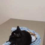 Greencastle Veterinary Clinic