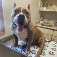 West Central Veterinary Services - Greencastle ico