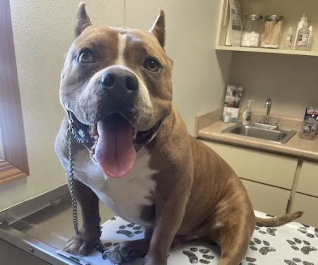 West Central Veterinary Services - Greencastle