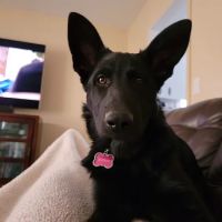 Animal Medical Clinic ico