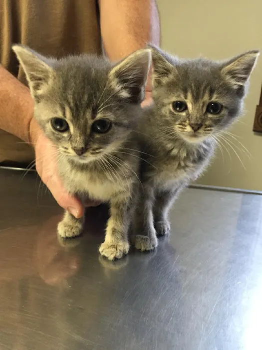 Spencer Town & Country Veterinary Clinic Picture 4