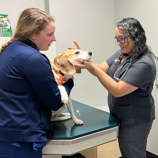 Southport Pet Wellness Clinic Picture 2