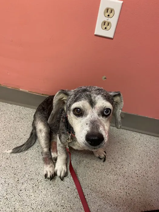 Sullivan County Animal Hospital Picture 3