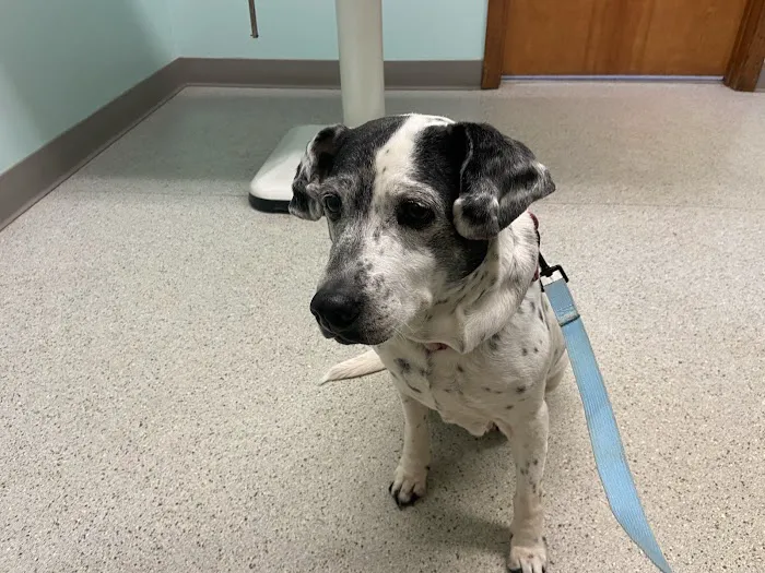 Sullivan County Animal Hospital Picture 4