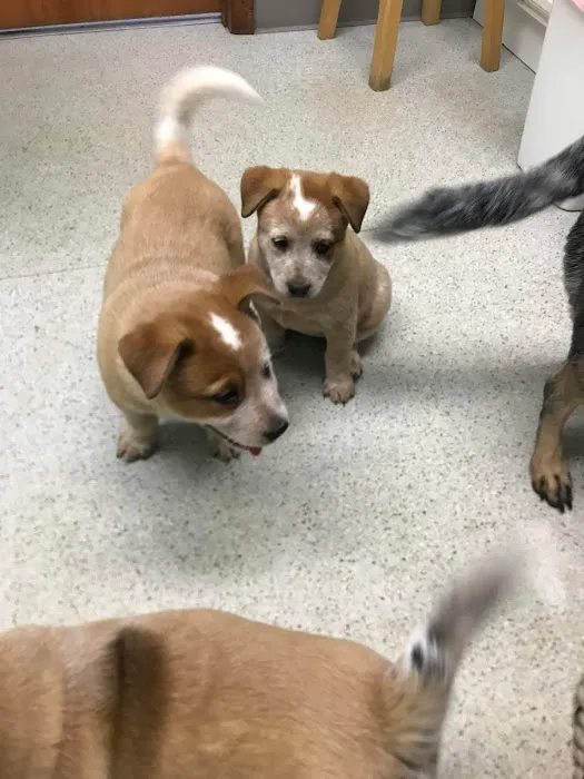 Sullivan County Animal Hospital Picture 8
