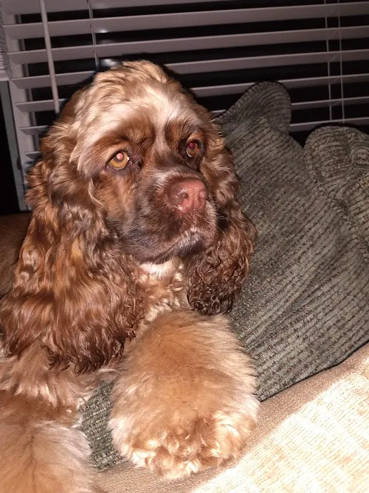 JP PetCare Picture 5