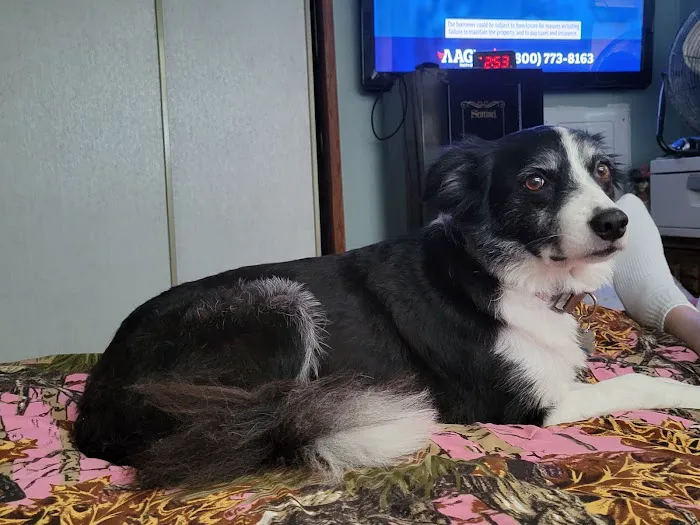 JP PetCare Picture 9