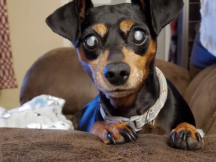 JP PetCare Picture 3