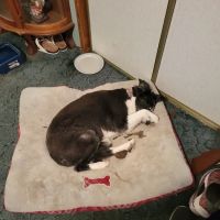 JP PetCare ico