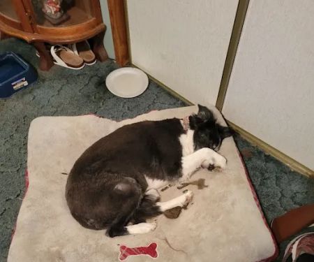 JP PetCare