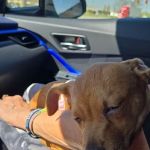 South Heritage Animal Hospital: Camp Whitney D DVM